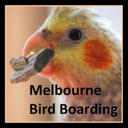 Melbourne Bird Boarding